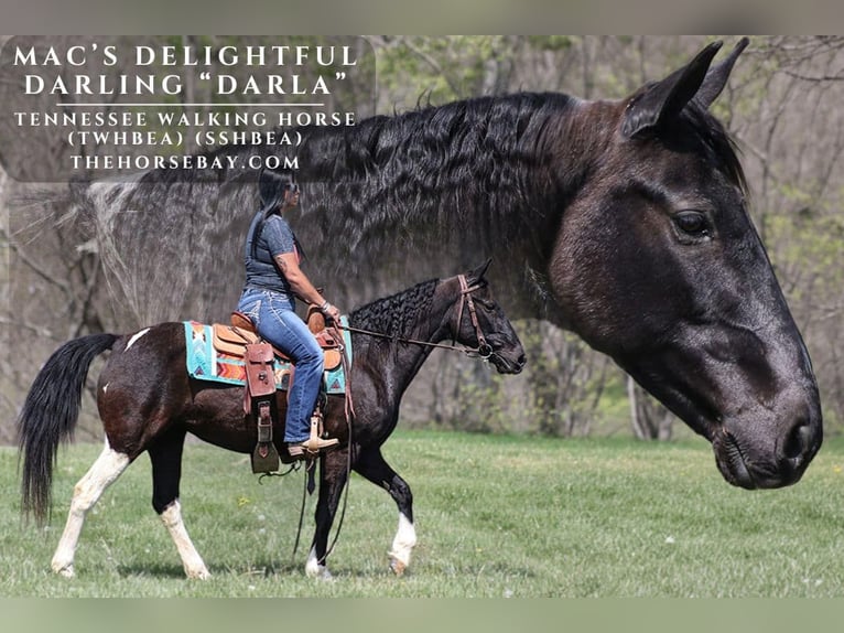 Tennessee walking horse Mare 15 years 14 hh Black in Parkers Lake, KY
