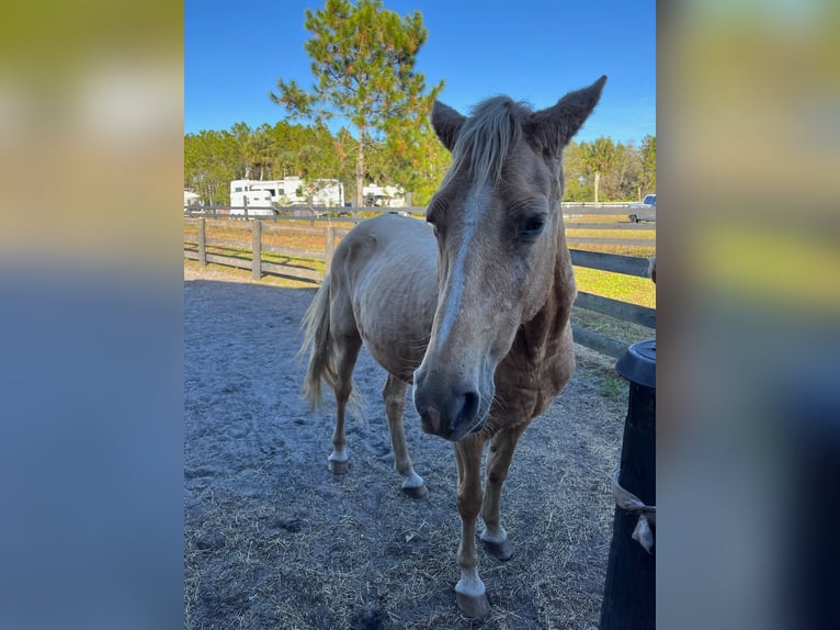 Tennessee walking horse Mare 15 years 15 hh Palomino in Orlando