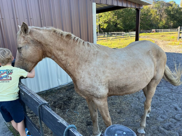 Tennessee walking horse Mare 15 years 15 hh Palomino in Orlando