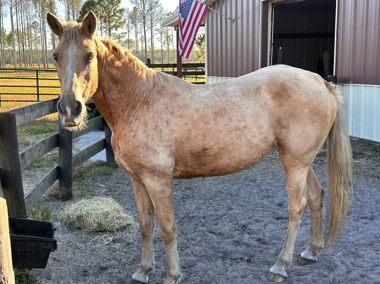 Tennessee walking horse Mare 15 years 15 hh Palomino in Orlando