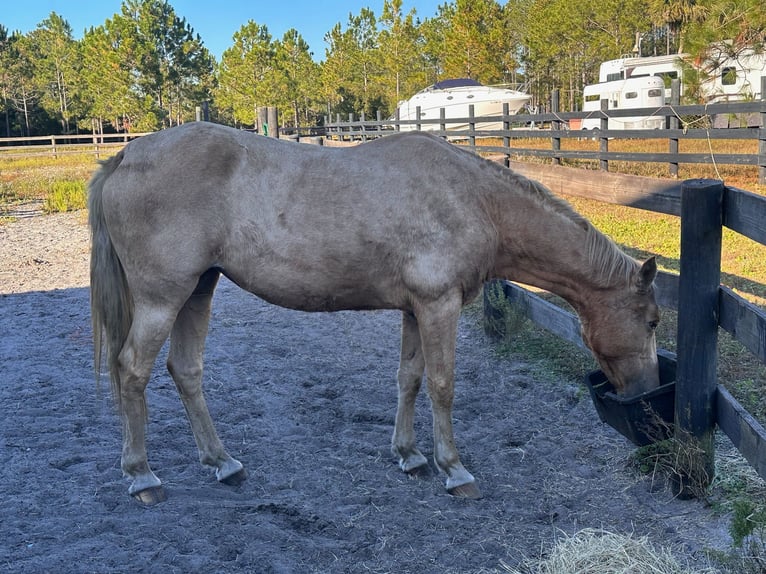 Tennessee walking horse Mare 15 years 15 hh Palomino in Orlando