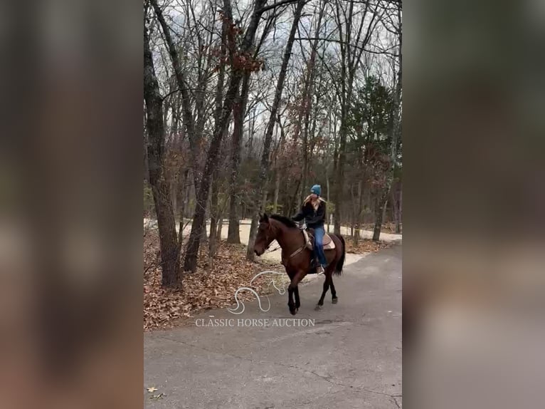 Tennessee walking horse Mare 15 years 15 hh in Park Hills, MO