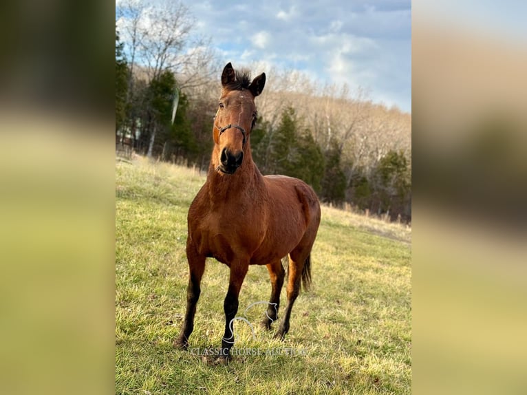 Tennessee walking horse Mare 15 years 15 hh in Park Hills, MO