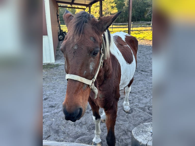 Tennessee walking horse Mare 16 years 15 hh Tobiano-all-colors in Pierson, FLorida