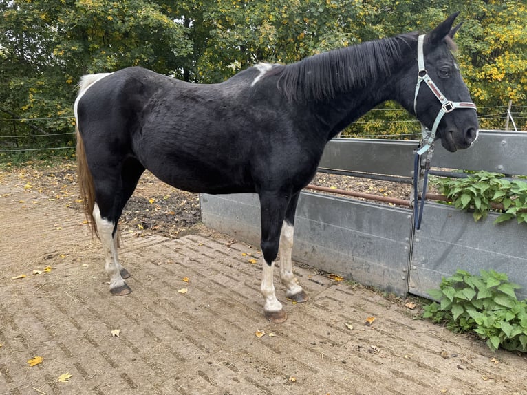 Tennessee walking horse Mare 18 years 14,2 hh Pinto in Pocking Tennessee walking horse Mare 18 years 14,2 hh Pinto in Pocking