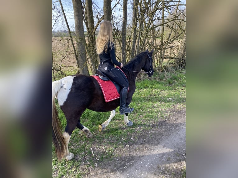 Tennessee walking horse Mare 18 years 14,2 hh Pinto in Pocking Tennessee walking horse Mare 18 years 14,2 hh Pinto in Pocking