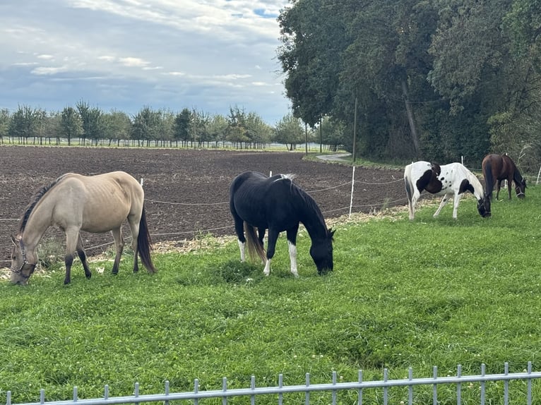 Tennessee walking horse Mare 18 years 14,2 hh Pinto in Pocking Tennessee walking horse Mare 18 years 14,2 hh Pinto in Pocking
