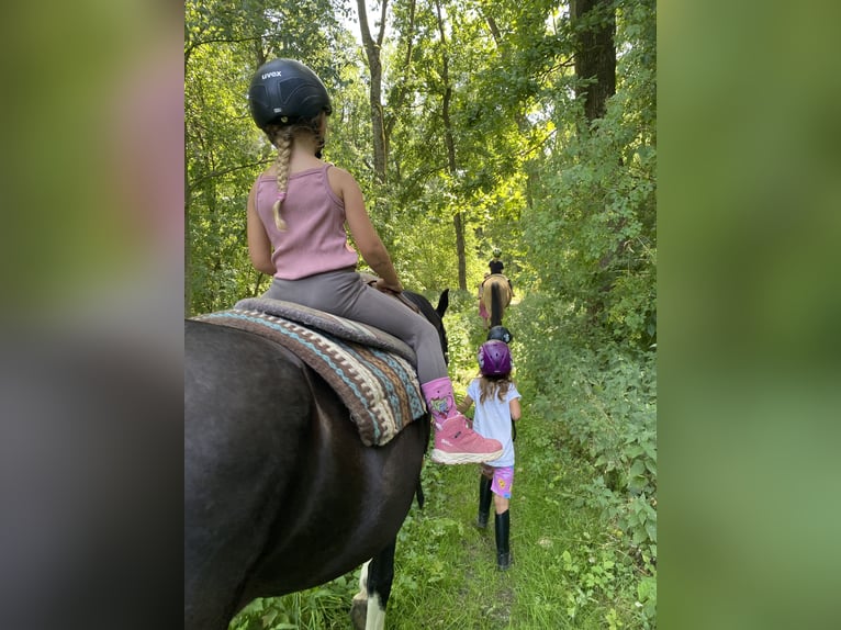 Tennessee walking horse Mare 18 years 14,2 hh Pinto in Pocking Tennessee walking horse Mare 18 years 14,2 hh Pinto in Pocking