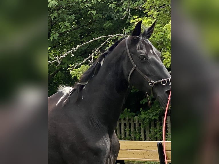 Tennessee walking horse Mare 18 years 14,2 hh Pinto in Pocking