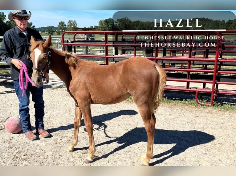 Tennessee walking horse Mare 1 year 12 hh Chestnut in Columbus, IN