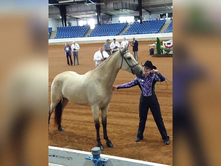 Tennessee walking horse Mare 1 year 15 hh Buckskin in Christiana, TN