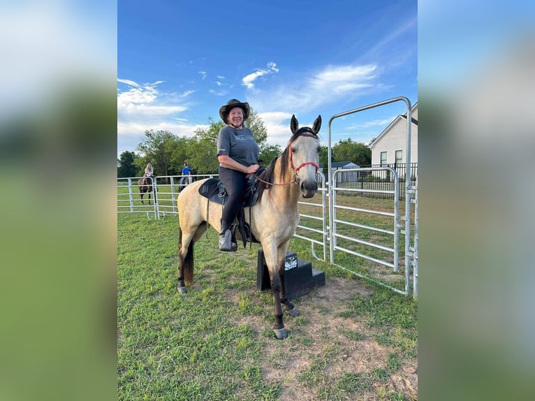 Tennessee walking horse Mare 1 year 15 hh Buckskin in Christiana, TN