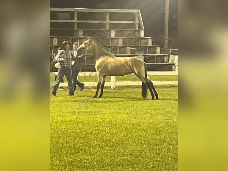 Tennessee walking horse Mare 1 year 15 hh Buckskin in Christiana, TN