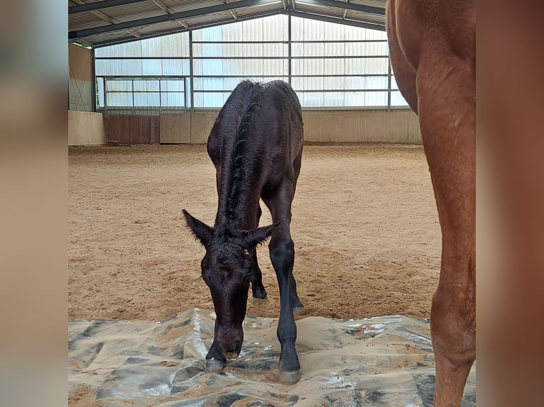 Tennessee walking horse Mare 1 year 15,2 hh Black in Hille Tennessee walking horse Mare 1 year 15,2 hh Black in Hille