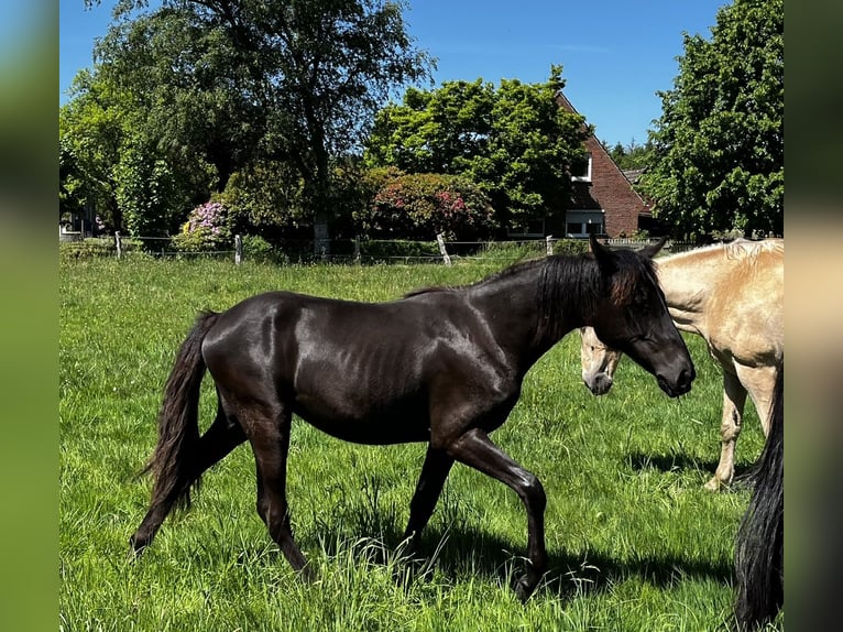 Tennessee walking horse Mare 1 year Black in Bad Zwischenahn