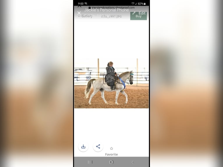 Tennessee walking horse Mare 21 years 13,3 hh Grey-Fleabitten in Monticello