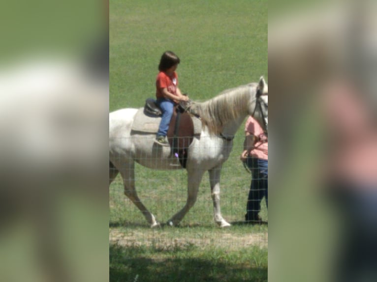 Tennessee walking horse Mare 21 years 13,3 hh Grey-Fleabitten in Monticello
