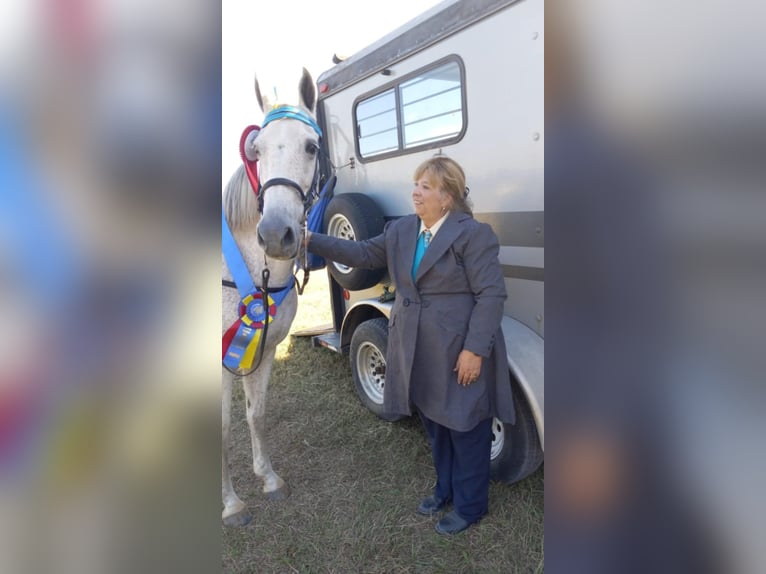 Tennessee walking horse Mare 21 years 13,3 hh Grey-Fleabitten in Monticello