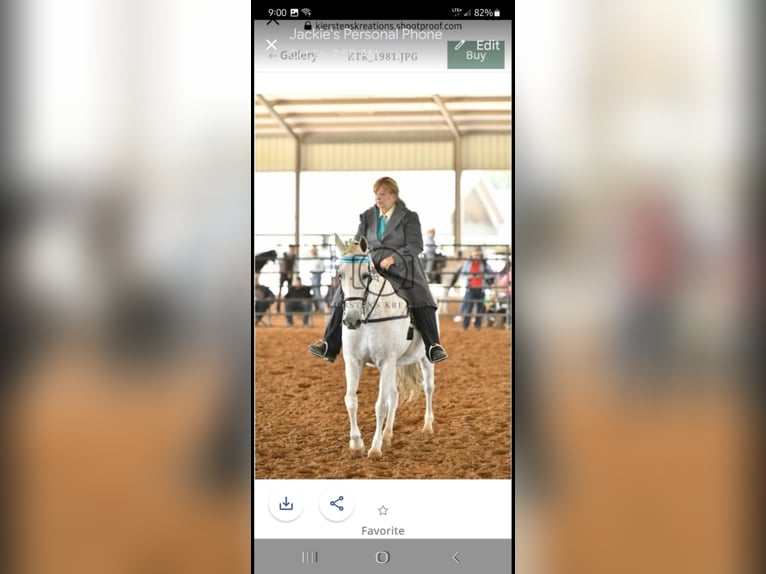 Tennessee walking horse Mare 21 years 13,3 hh Grey-Fleabitten in Monticello