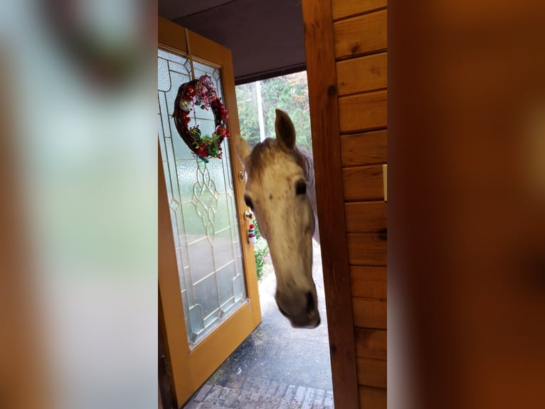 Tennessee walking horse Mare 21 years 13,3 hh Grey-Fleabitten in Monticello