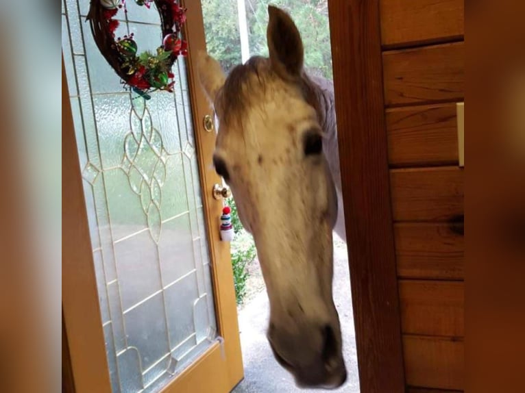 Tennessee walking horse Mare 21 years 13,3 hh Grey-Fleabitten in Monticello