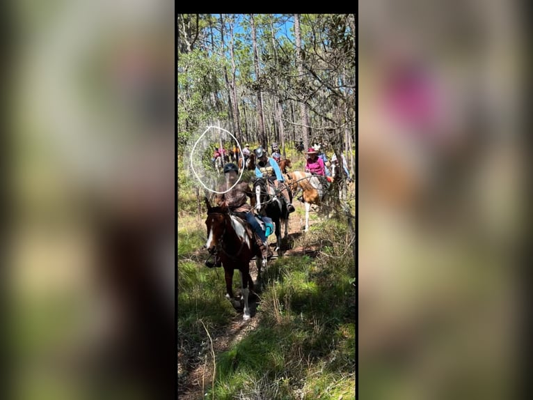 Tennessee walking horse Mare 21 years 13,3 hh Grey-Fleabitten in Monticello