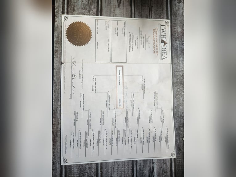 Tennessee walking horse Mare 21 years 13,3 hh Grey-Fleabitten in Monticello