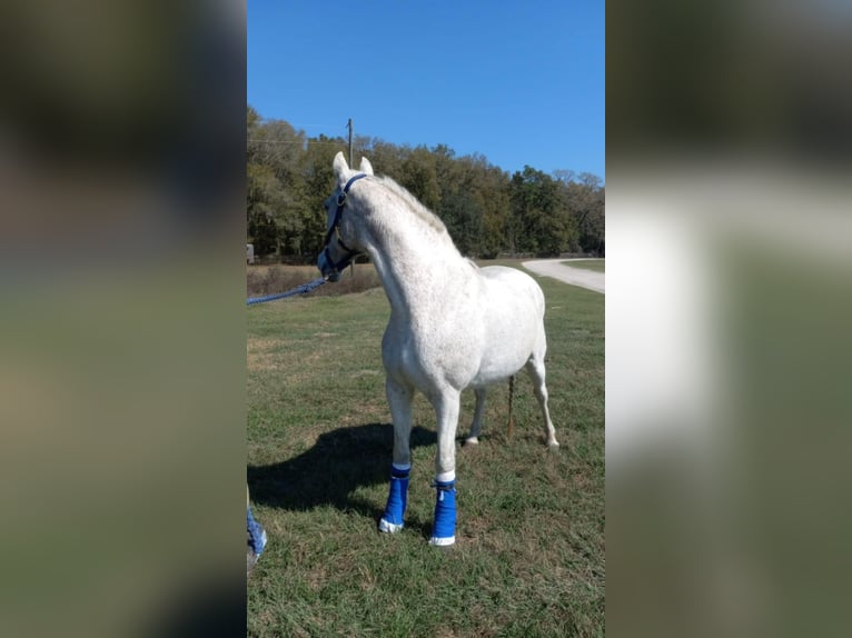 Tennessee walking horse Mare 21 years 13,3 hh Grey-Fleabitten in Monticello