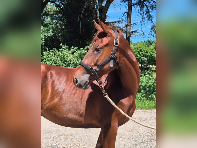 Tennessee walking horse Mare 2 years 14.3 hh Chestnut-Red in SAINT VINCENT DE LAMONTJOIE