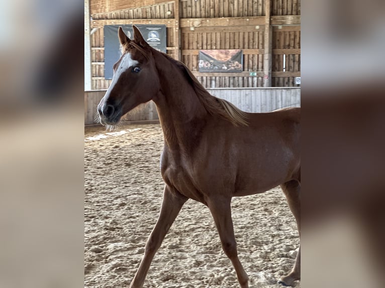 Tennessee walking horse Mare 2 years 15,1 hh Chestnut-Red in Wemding