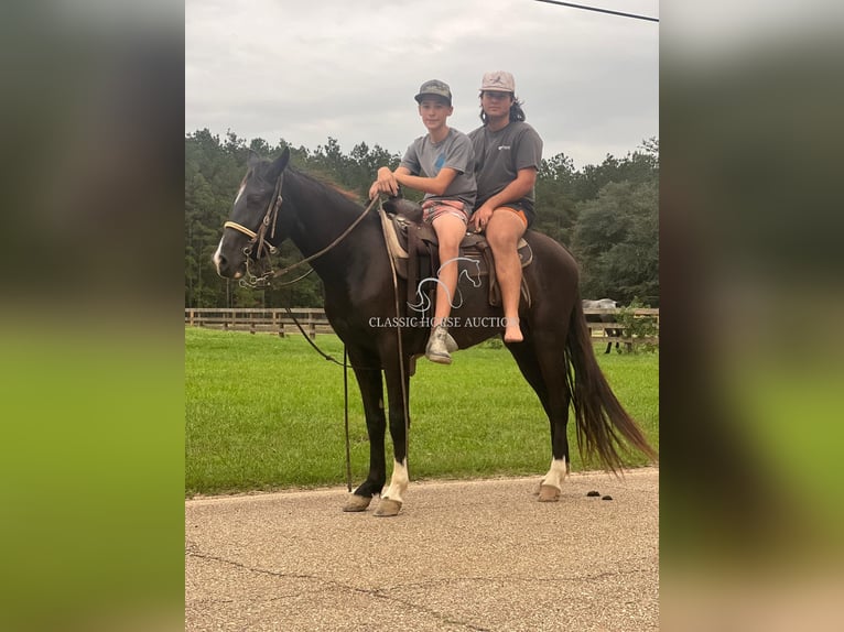 Tennessee walking horse Mare 3 years 14 hh Black in Independence, LA