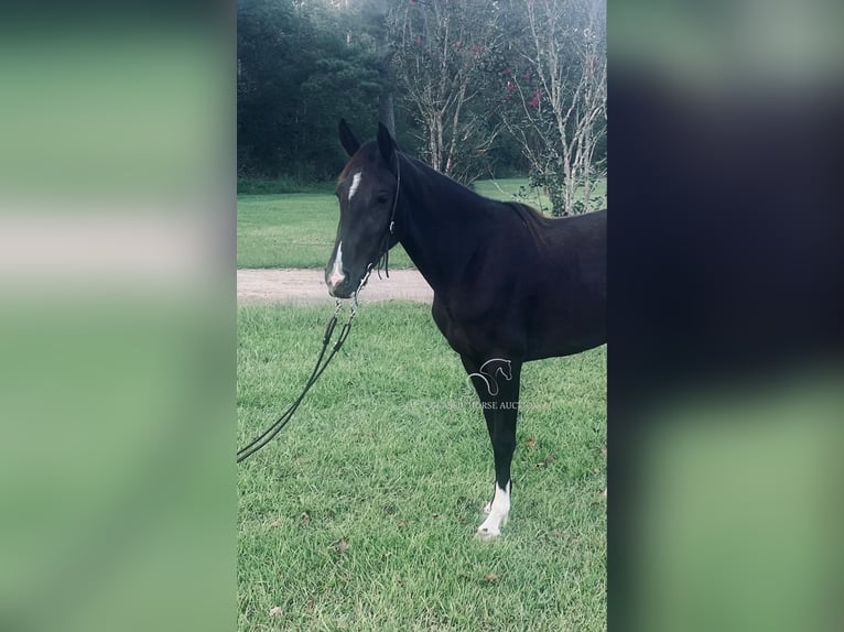 Tennessee walking horse Mare 3 years 14 hh Black in Independence, LA