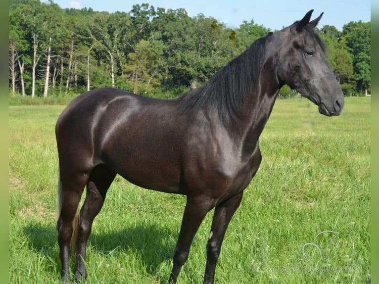 Tennessee walking horse Mare 3 years 15 hh Black in Park Hills, MO