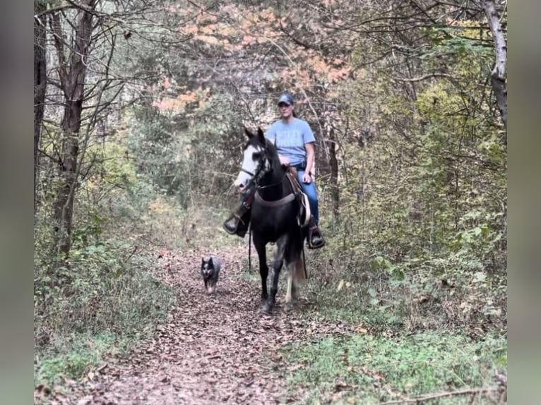 Tennessee walking horse Mare 3 years 15 hh Black in LEWISBURG, TN