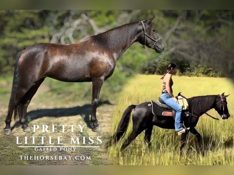 Tennessee walking horse Mix Mare 4 years 13,2 hh Black in Jeffersonville, KY