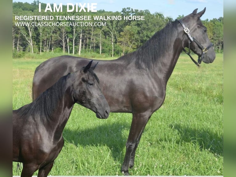 Tennessee walking horse Mare 4 years 15 hh Black in Park Hills, MO