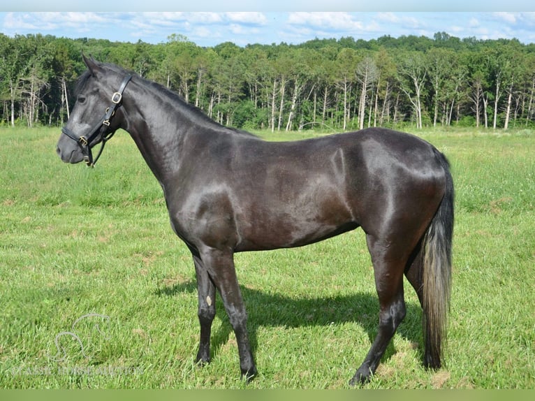 Tennessee walking horse Mare 4 years 15 hh Black in Park Hills, MO