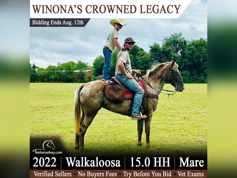 Tennessee walking horse Mix Mare 4 years 15 hh Chestnut in Unionville, TN