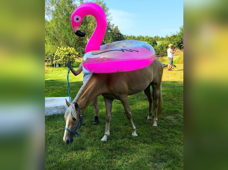 Tennessee walking horse Mare 4 years 15 hh Palomino in Voerde