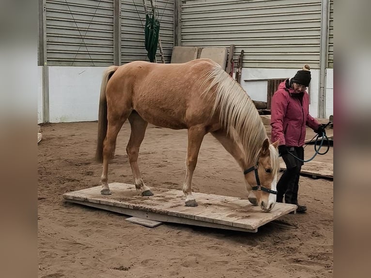 Tennessee walking horse Mare 4 years 15 hh Palomino in Voerde