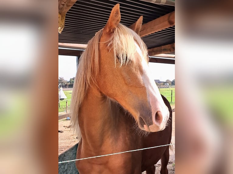 Tennessee walking horse Mare 4 years 15 hh Palomino in Voerde
