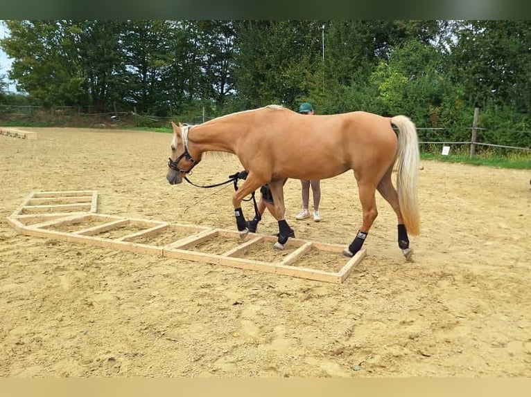 Tennessee walking horse Mare 4 years 15 hh Palomino in Voerde