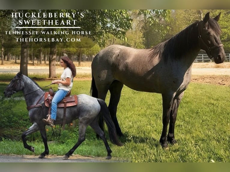 Tennessee walking horse Mare 4 years 15 hh Roan-Blue in Olive Hill, KY
