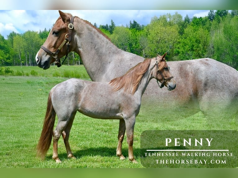 Tennessee walking horse Mare 4 years 15 hh Roan-Red in Park Hills, MO