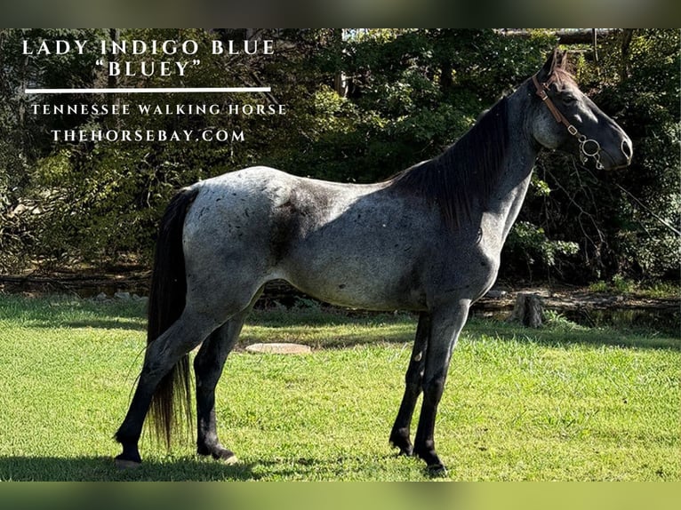 Tennessee walking horse Mare 4 years 15,1 hh Roan-Blue in Campbellsville, KY
