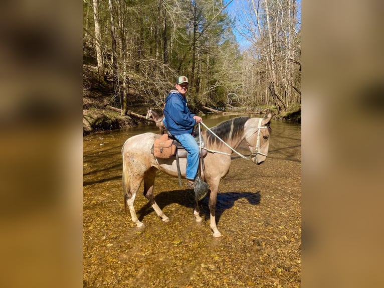 Tennessee walking horse Mare 4 years 16 hh Buckskin in Tyner,ky