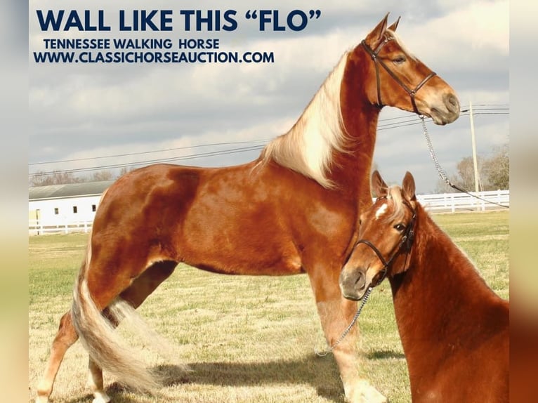 Tennessee walking horse Mare 4 years 16 hh in Lewisburg