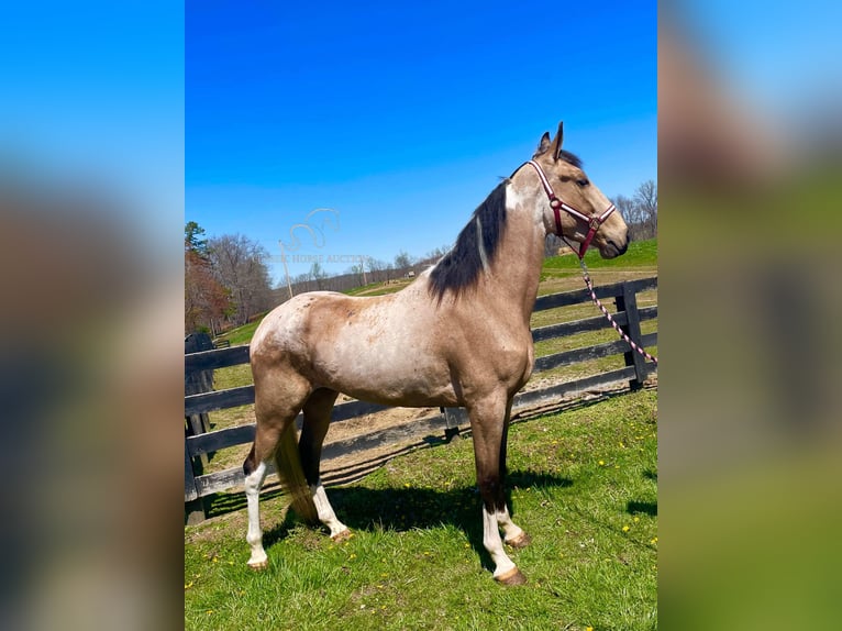 Tennessee walking horse Mare 4 years 16 hh in Tyner,ky