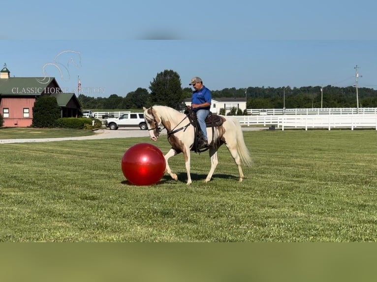 Tennessee walking horse Mare 5 years 15 hh Palomino in Lewisburg, TN