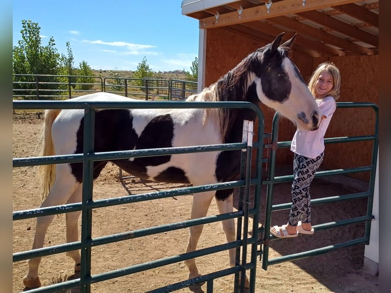 Tennessee walking horse Mare 5 years 15 hh Tobiano-all-colors in Snowflake, Arizona